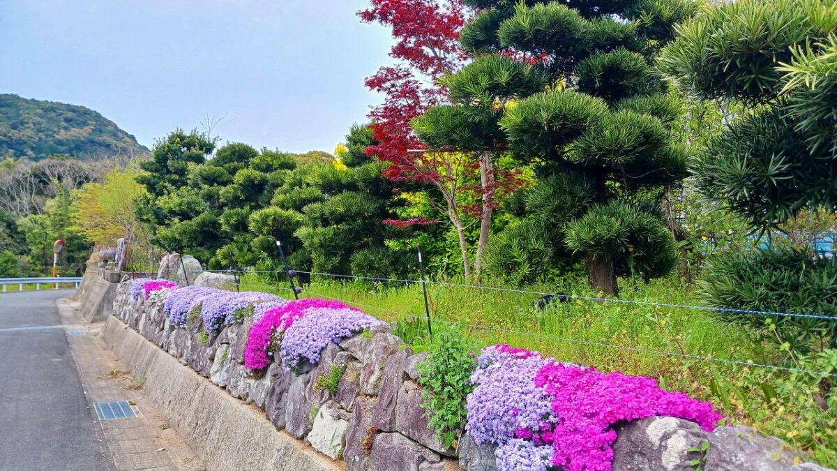 上床公園付近の芝さくら