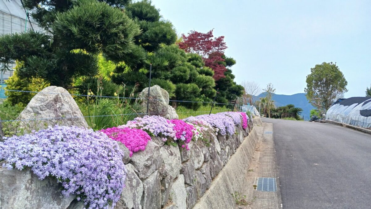 上床公園付近の芝さくら