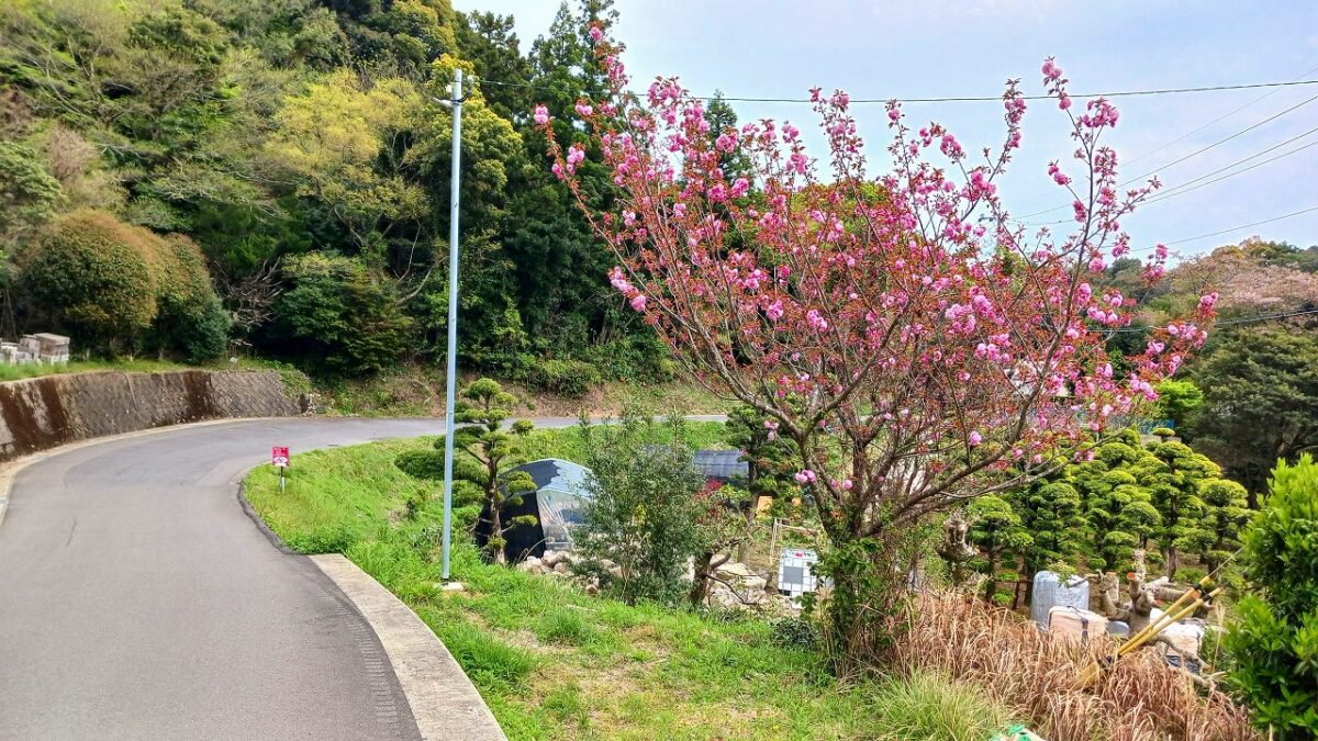 八重桜