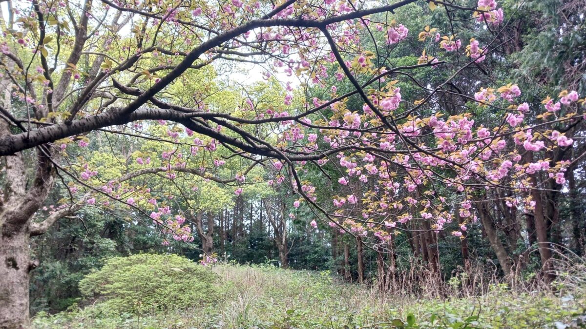 八重桜