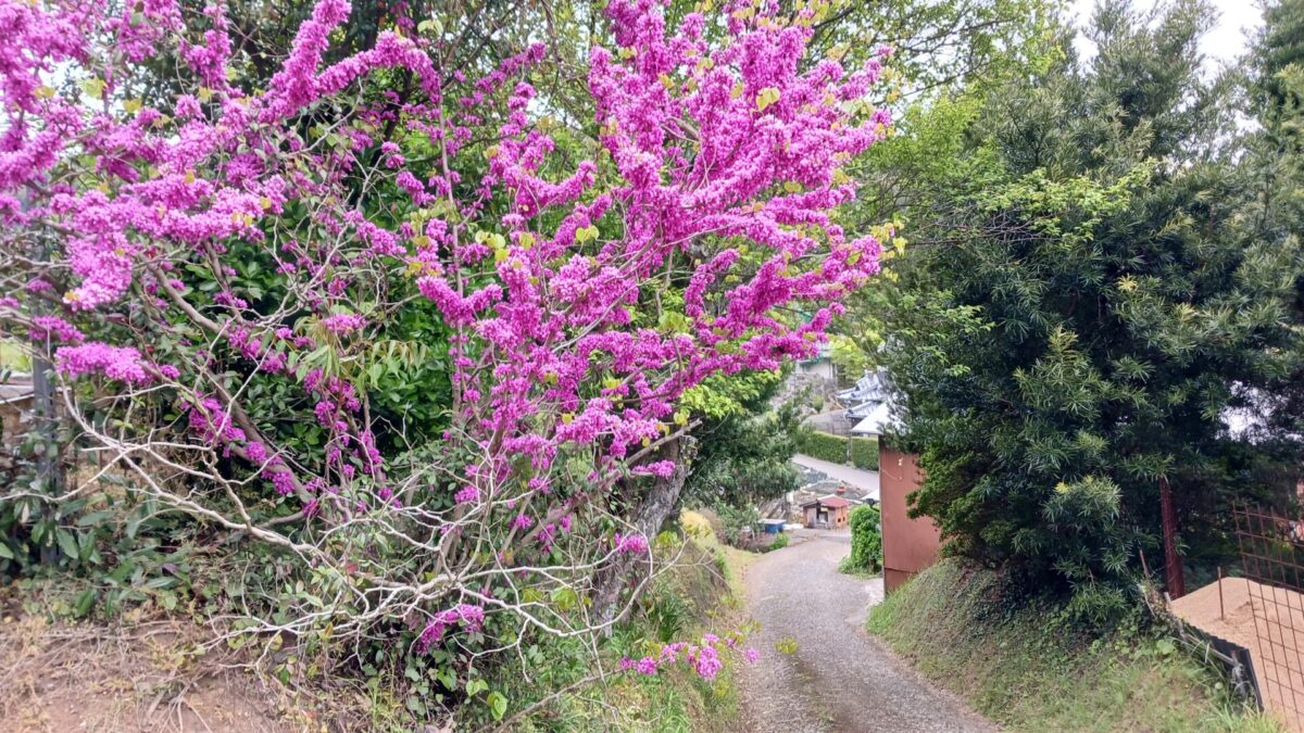 お花