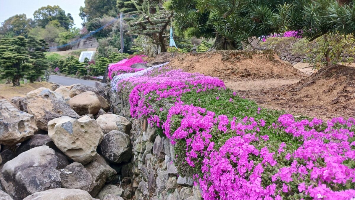 芝さくら