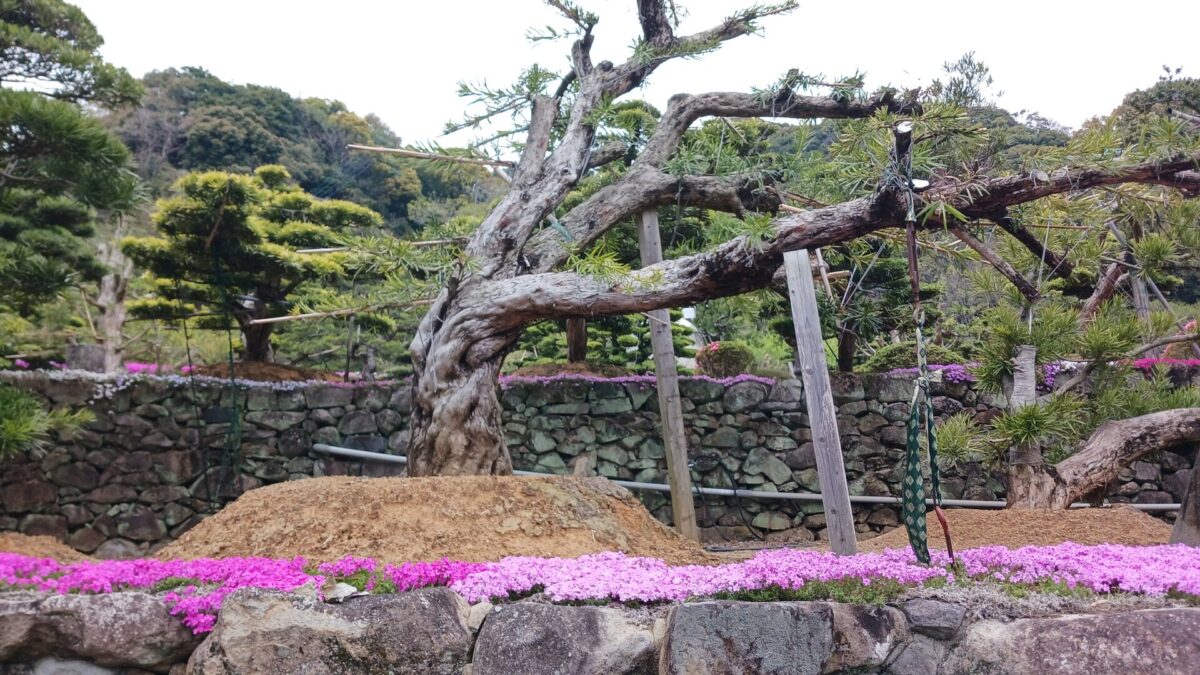 芝さくら