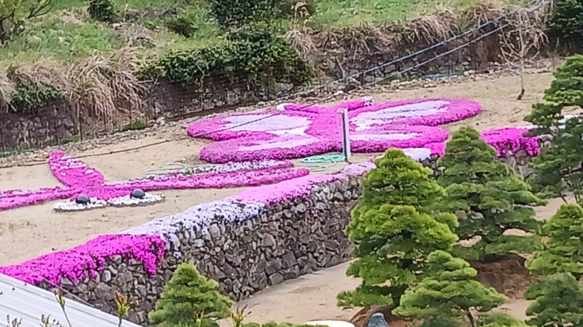 芝さくら