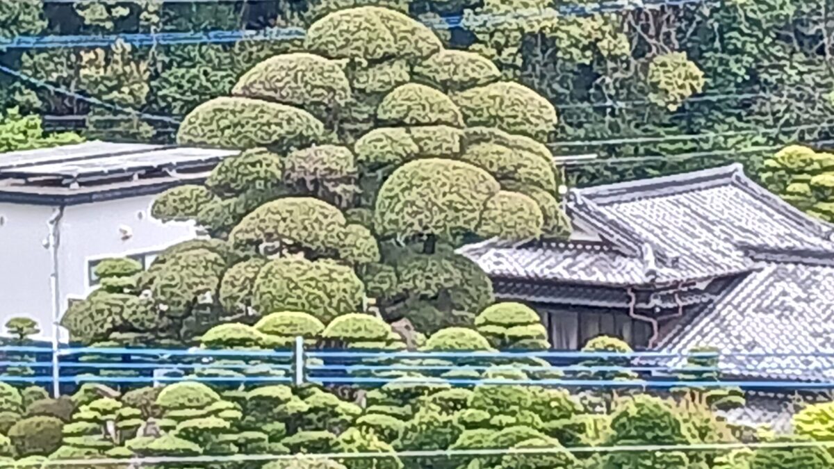 古賀のカラン槙