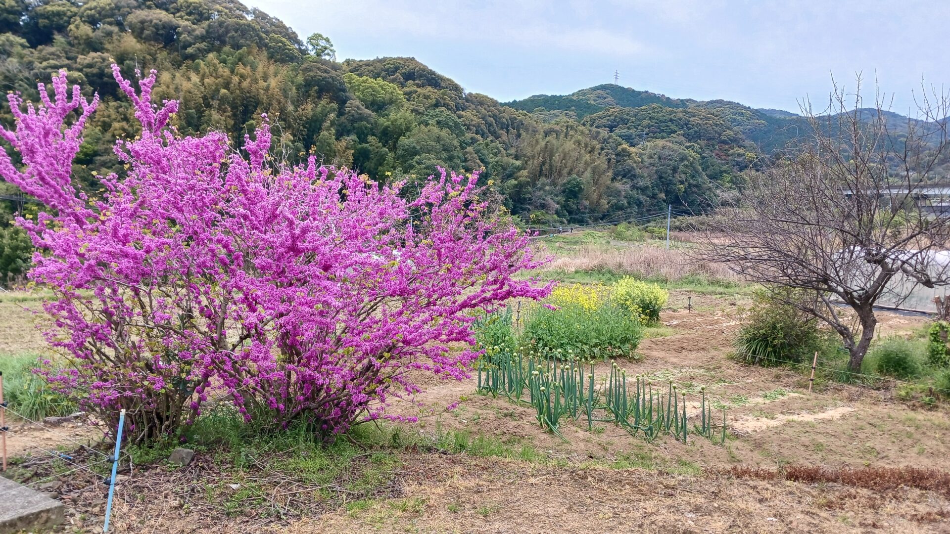 植木の里