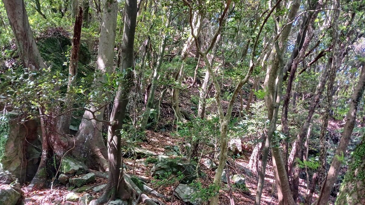 尾根をめざして登る