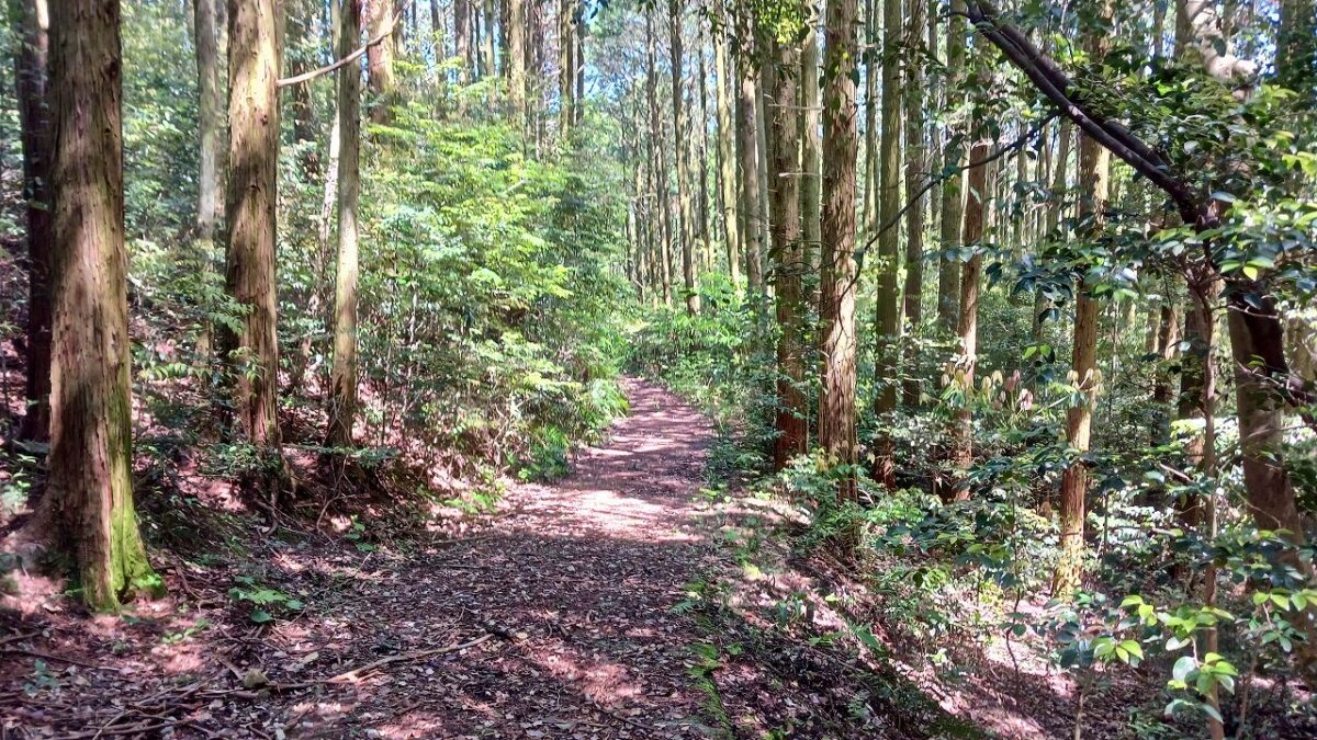 山道