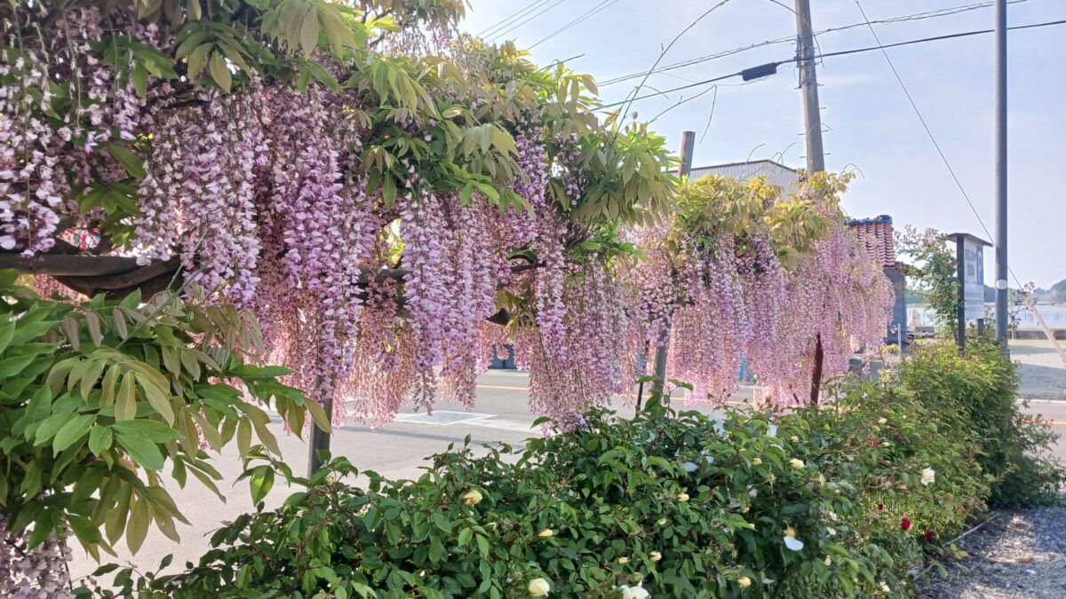 藤の花