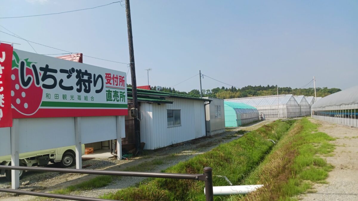 観光イチゴ狩り