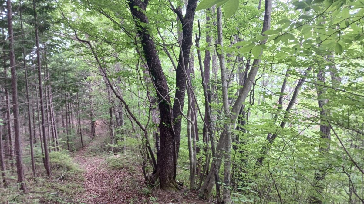 道を間違える左折して下る