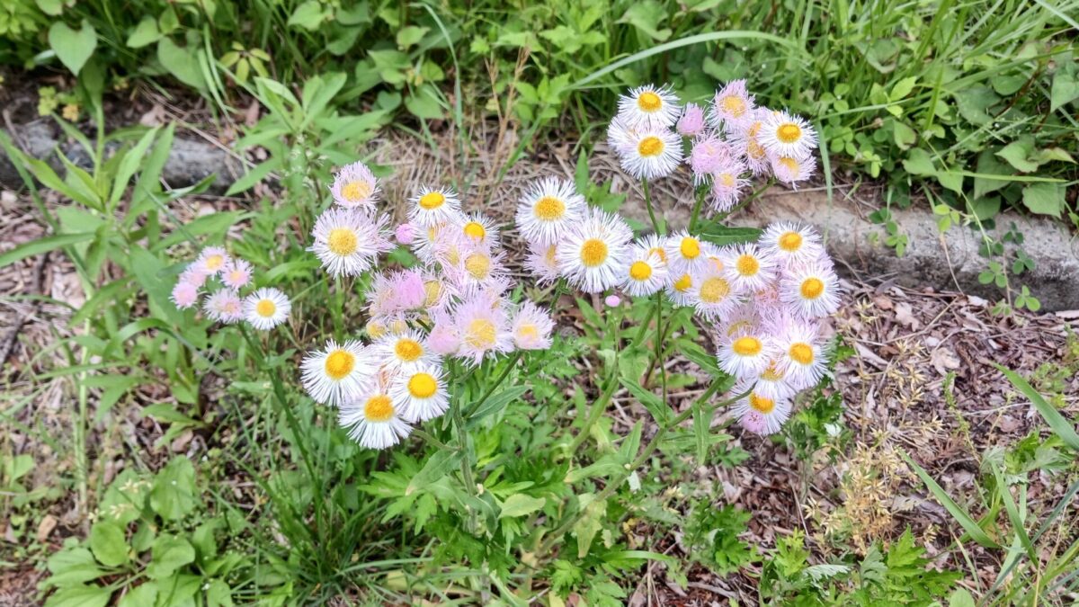 道端を彩るお花