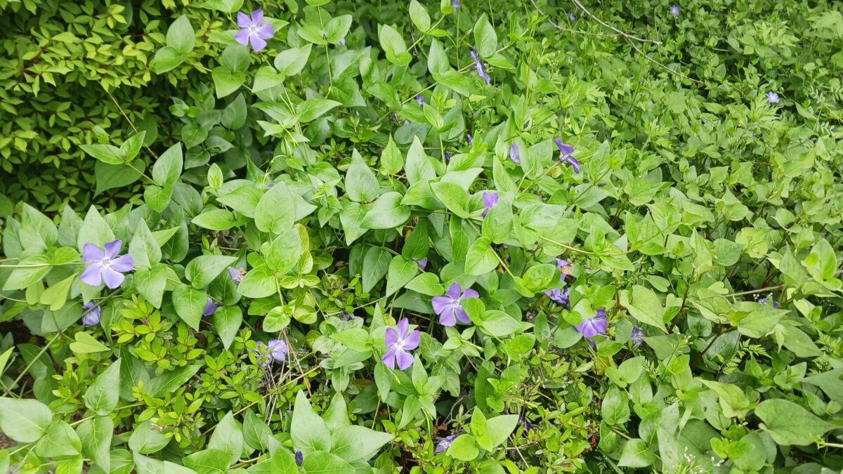 道端を彩るお花