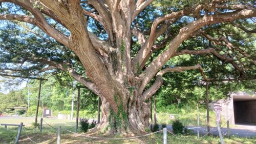 万正寺の大カヤ