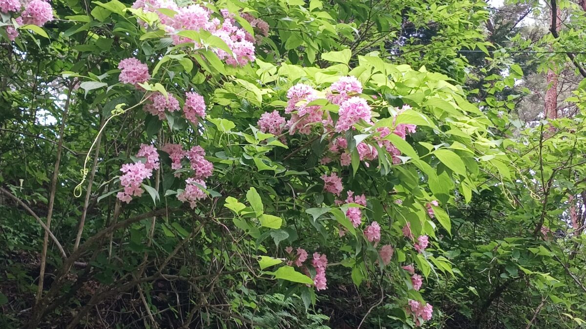 自然の小径を彩るお花たち