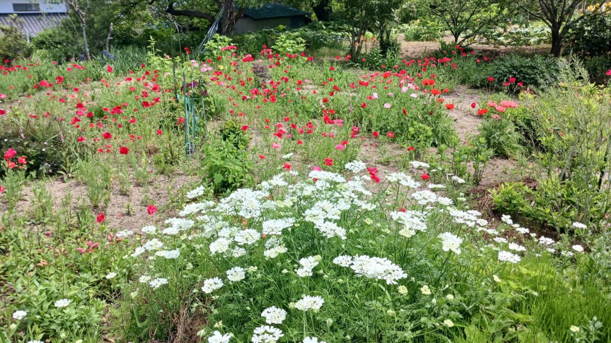 道端を彩るお花たち