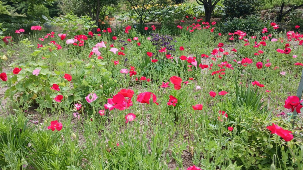 道端を彩るお花たち