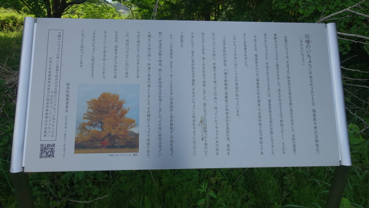 白幡のいちょう