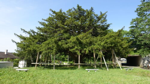 万正寺の大カヤ