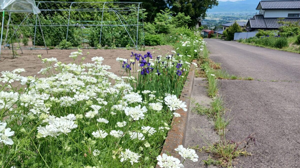 道端を彩るお花たち
