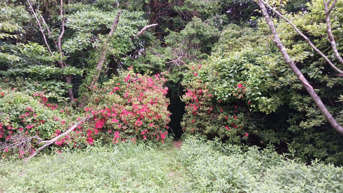 つつじのトンネル