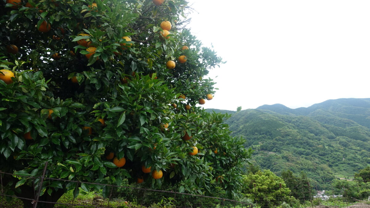 長与ミカン畑