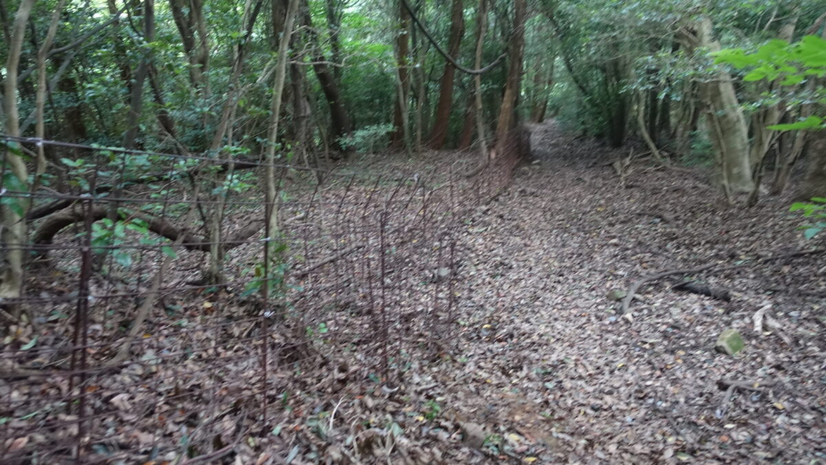 琴ノ尾岳登山道