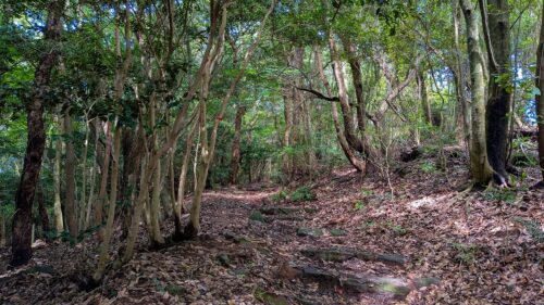 山の中の道歩き