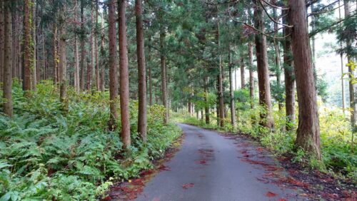 杉並の舗装道路を下る