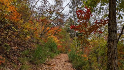 頂上付近の紅葉