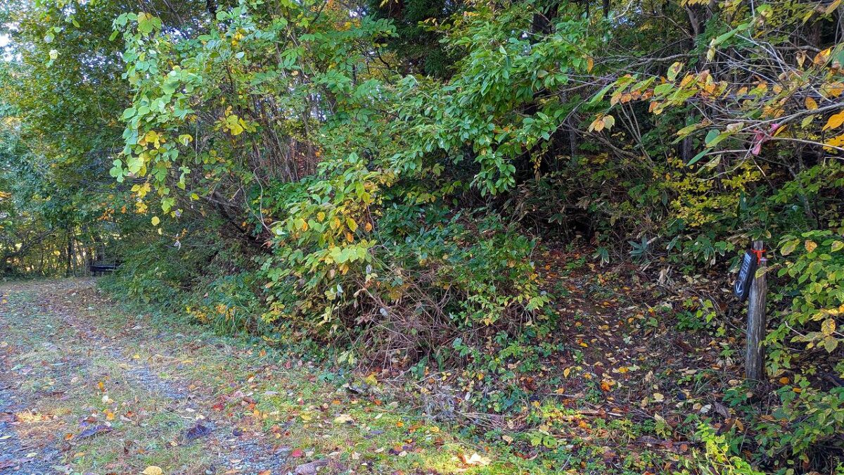 一旦林道に合流