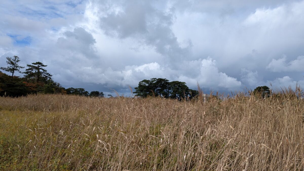 入江で島が浮かんでた
