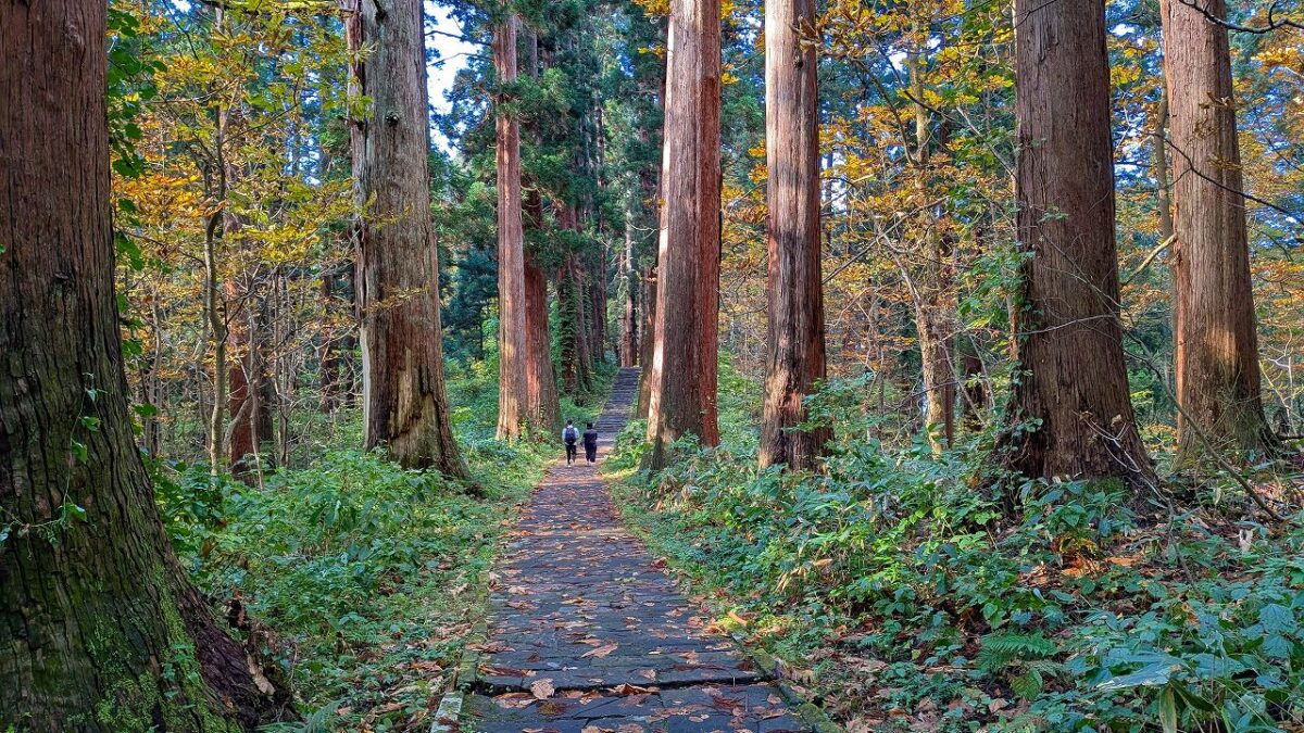羽黒山杉並木