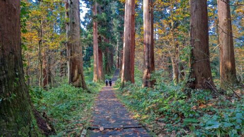 羽黒山杉並木