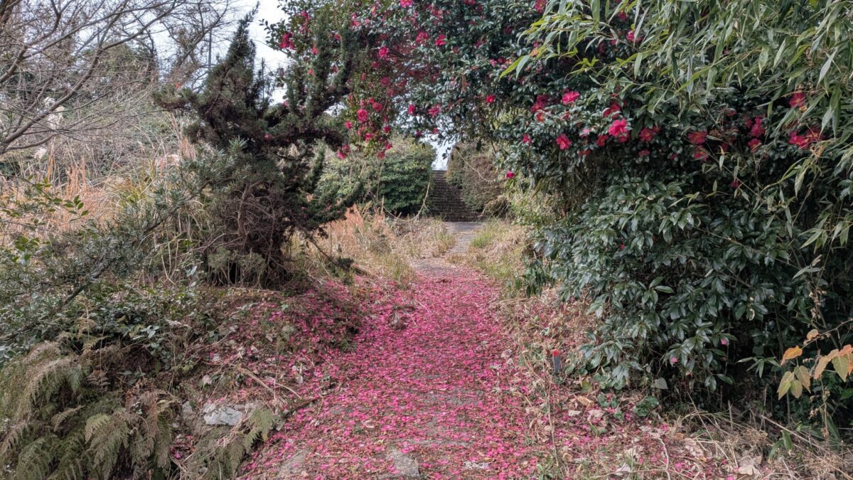山茶花の落ち葉