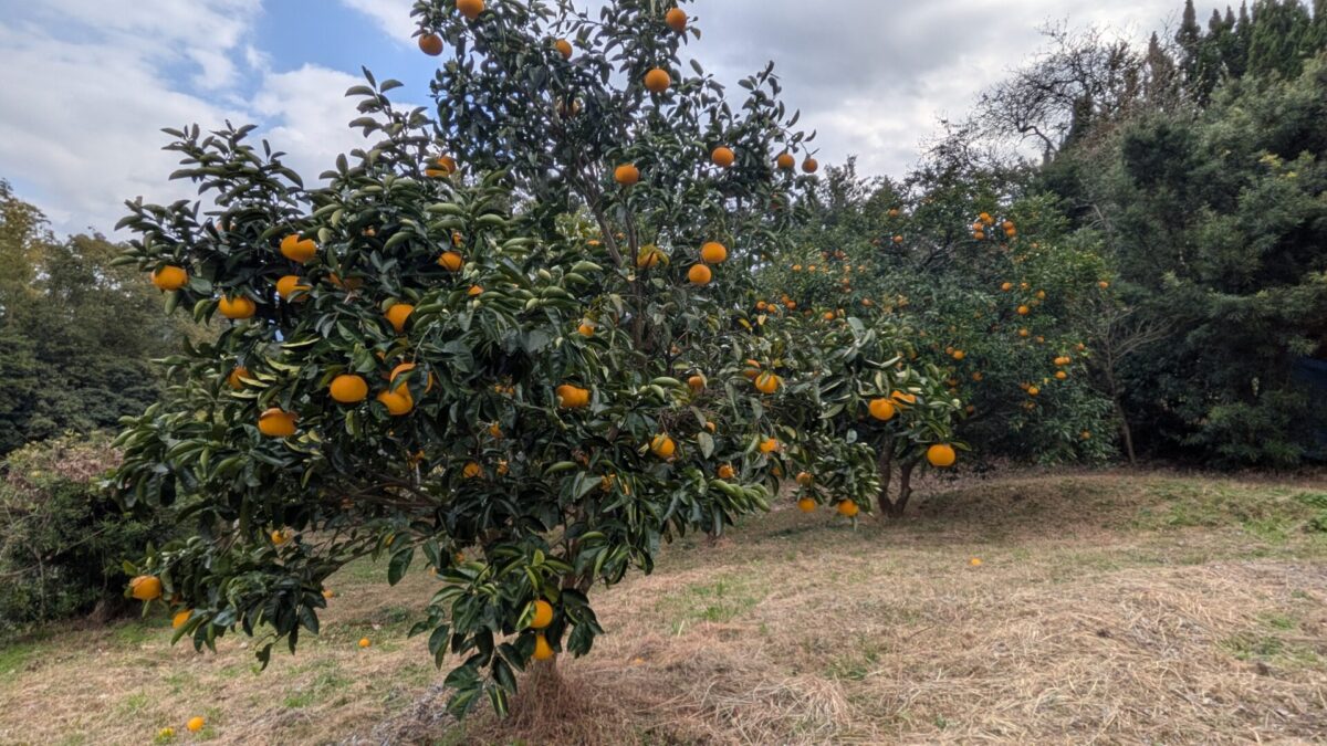 甘夏みかん