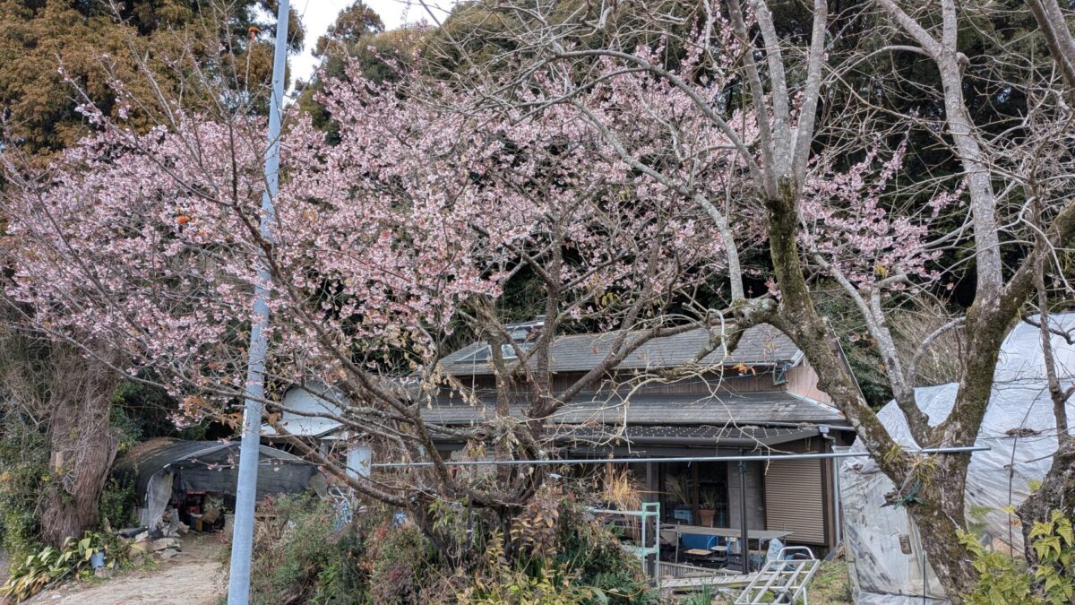 早咲きの桜