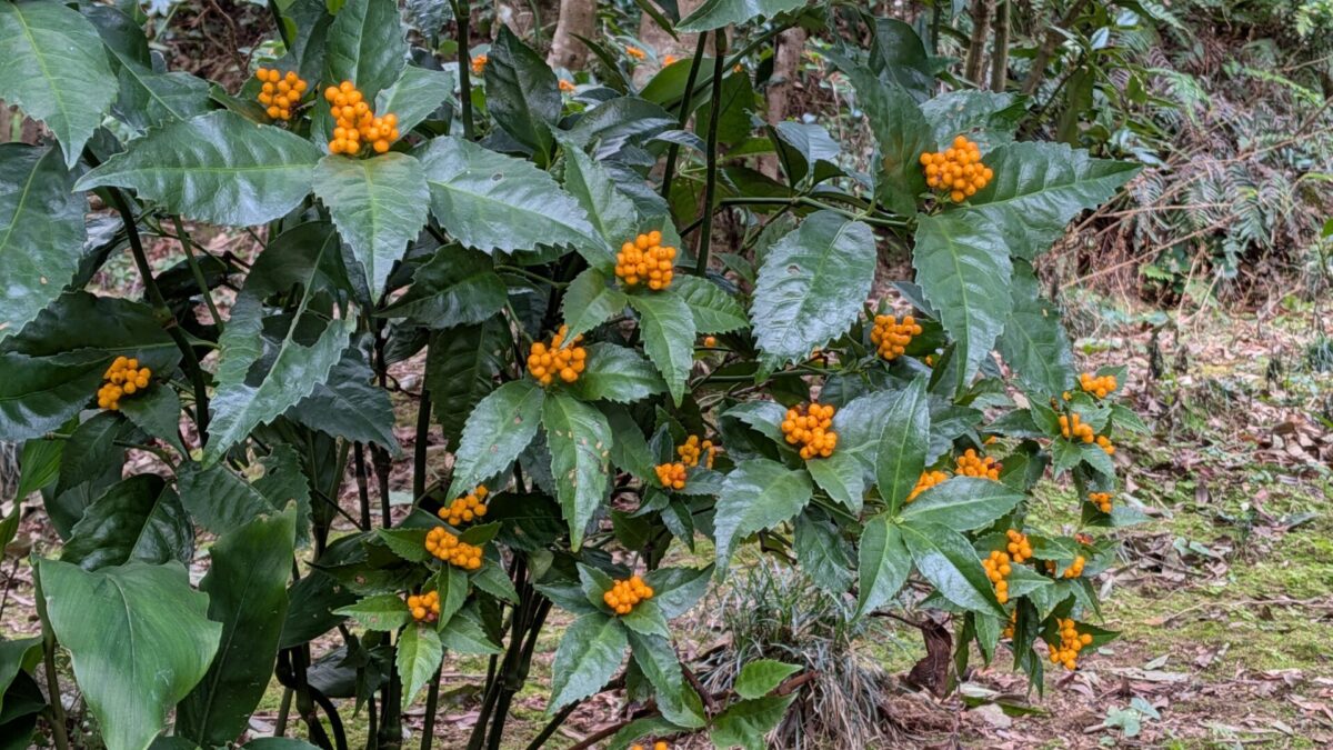 黄色センリョウ