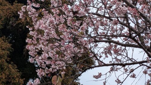 早咲きの桜