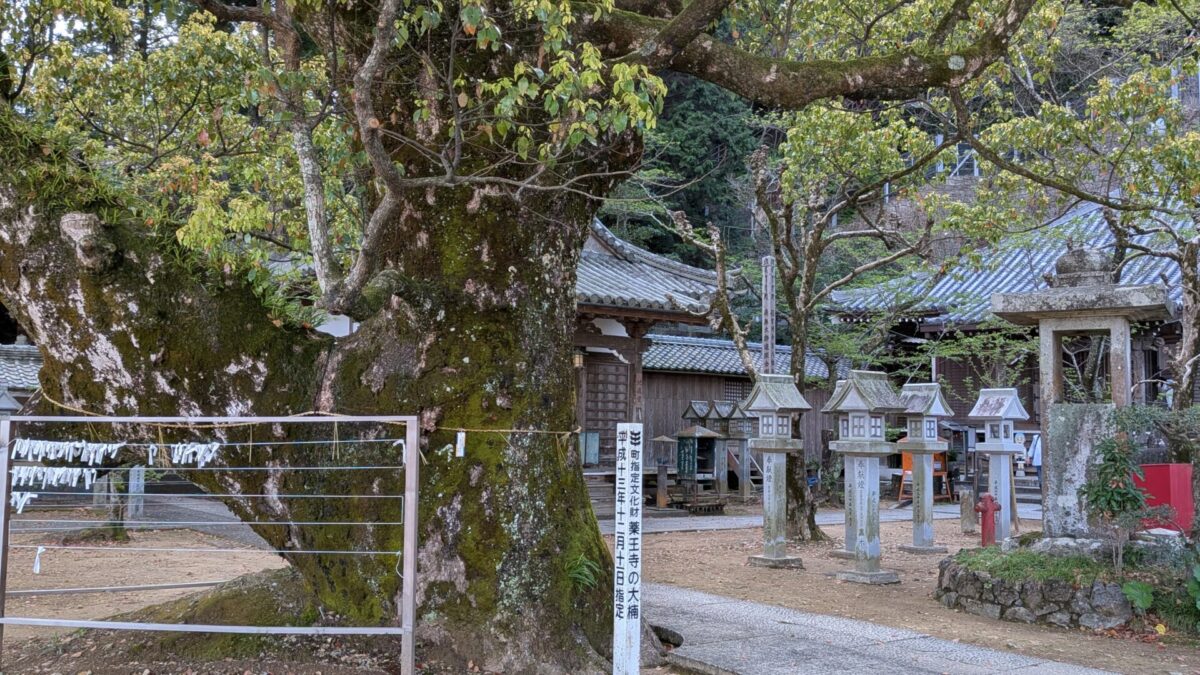 大楠
