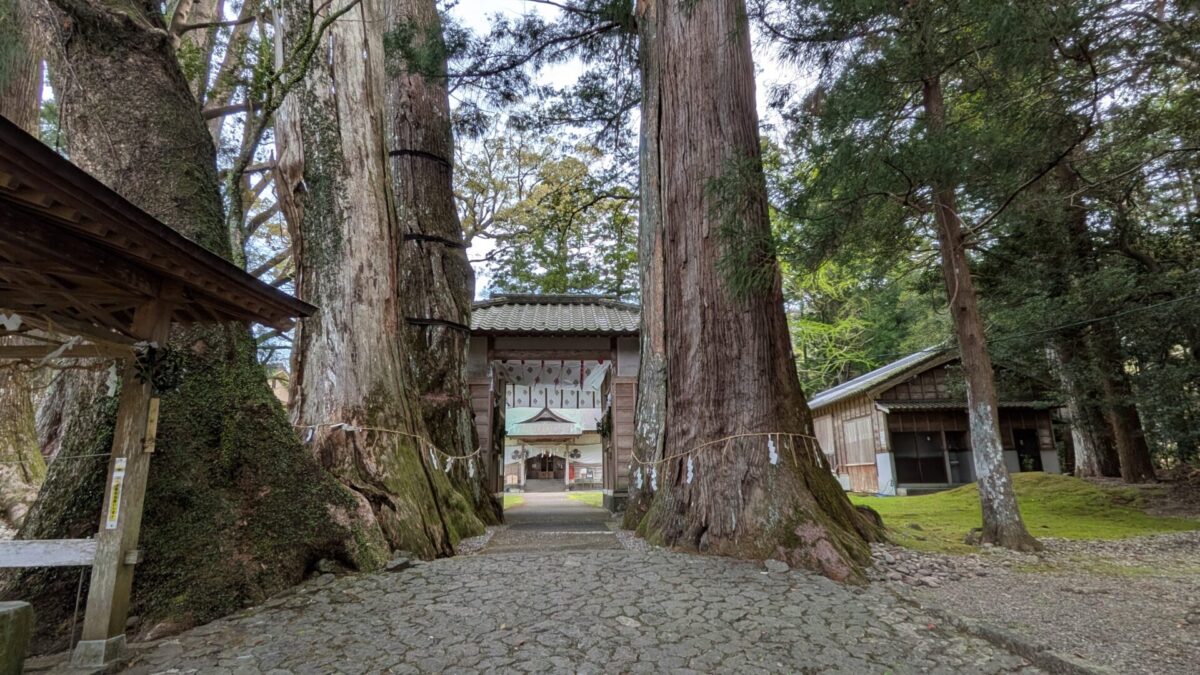 夫婦杉