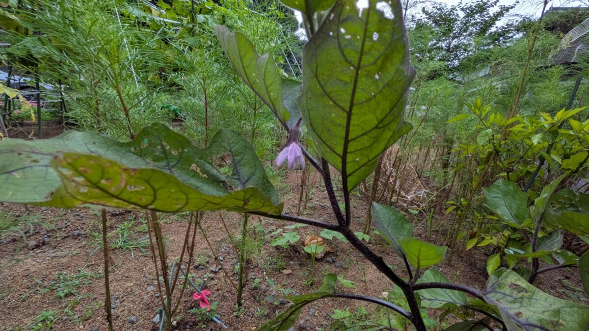 なすびの花