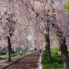 喜多方 日中線しだれ桜