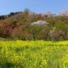 花見山