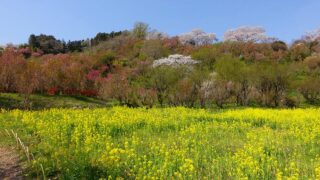 花見山